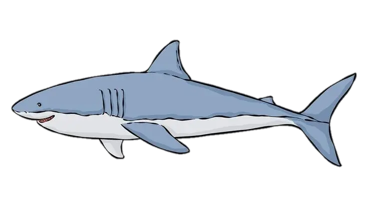 Shark PNG Transparent Images Free Download - Pngfre