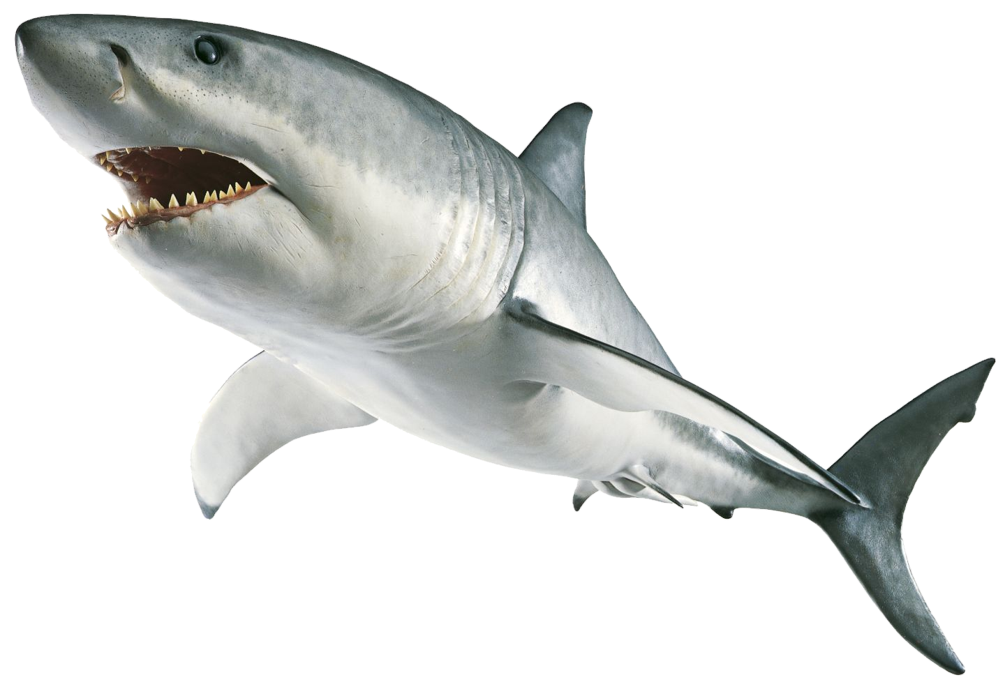 Shark-3