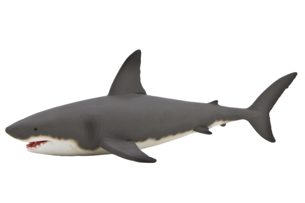 Shark Png Image