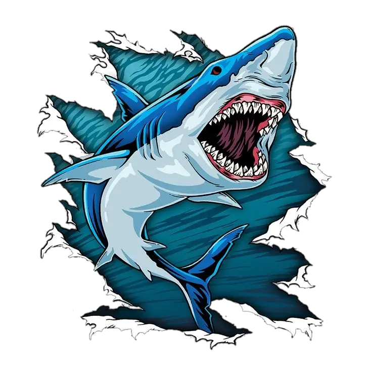 Shark Drawing Png