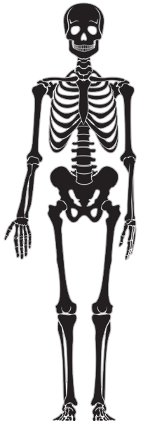 Human Skeleton Silhouette Png