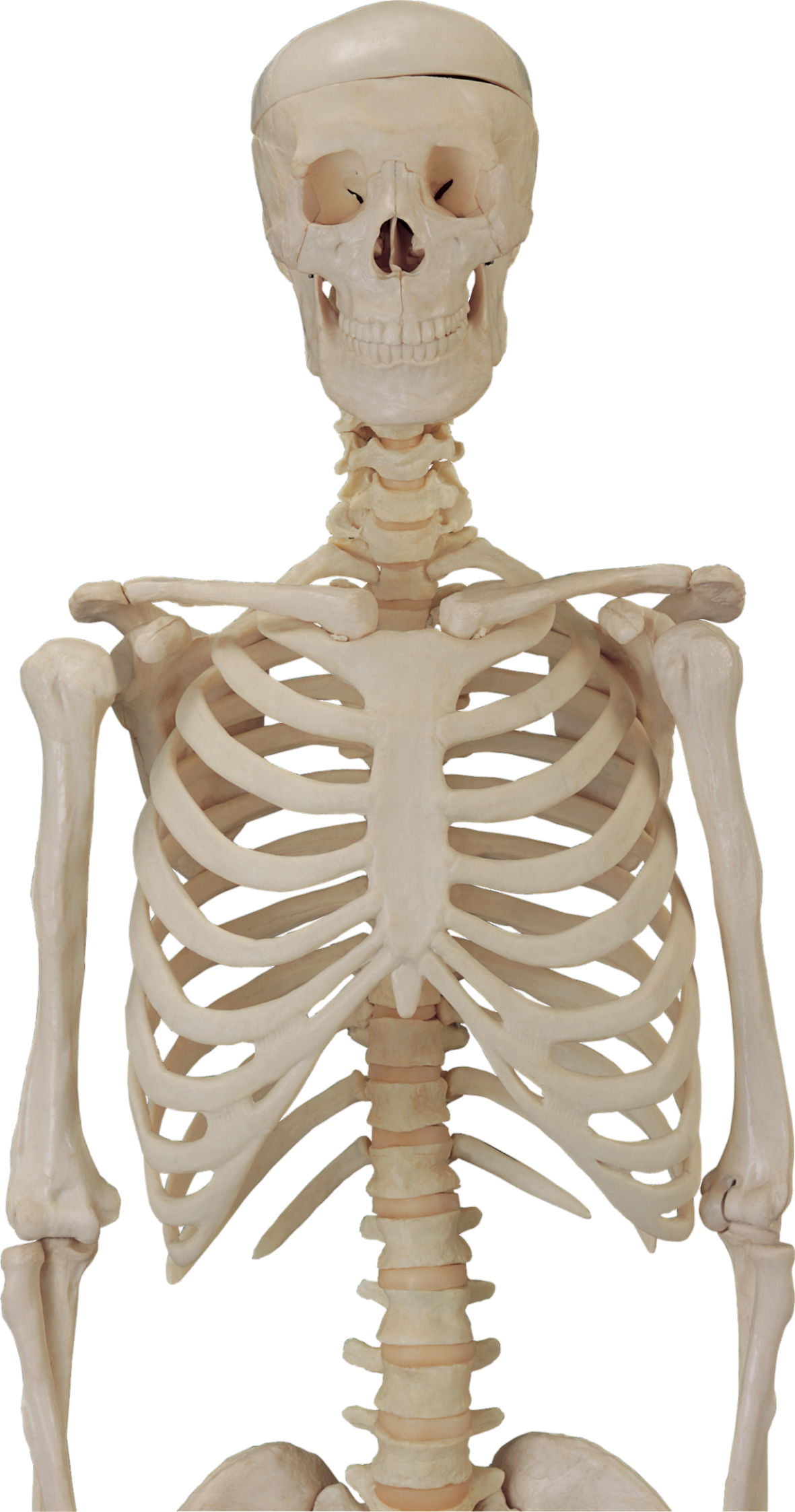 Skeleton-2
