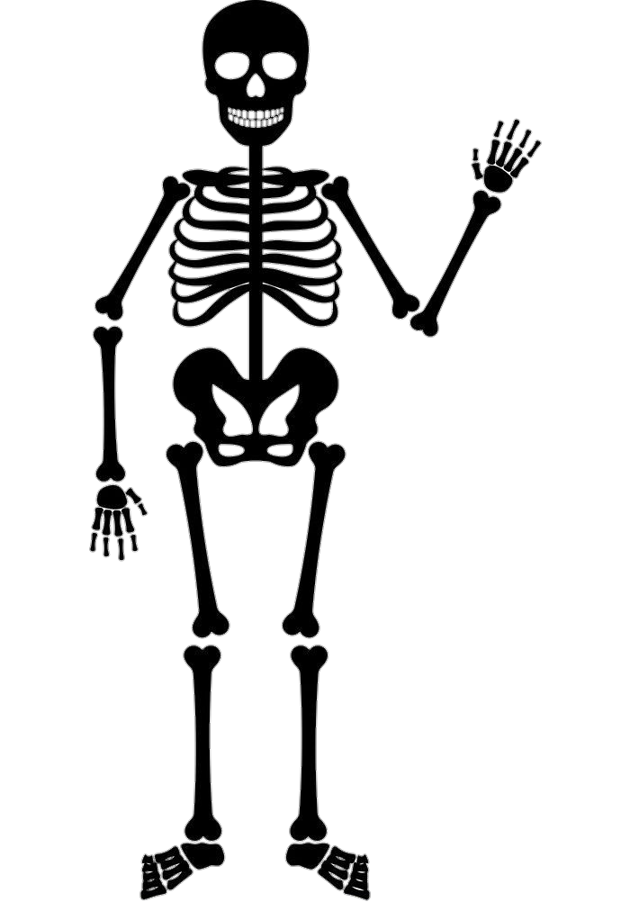 Human Skeleton Black vector Png