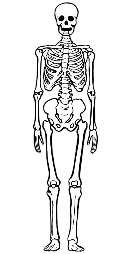 Standing Human Skeleton clipart Png