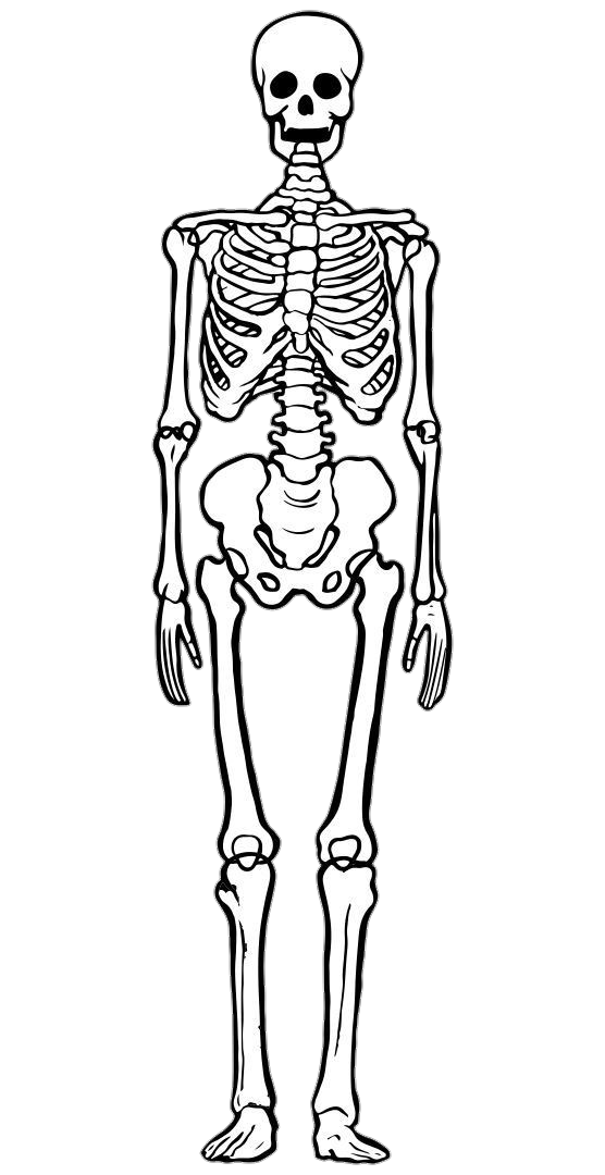 Skeleton-21