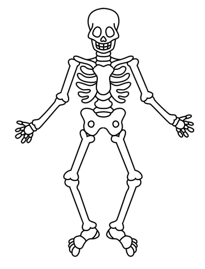 Human Skeleton Drawing Png