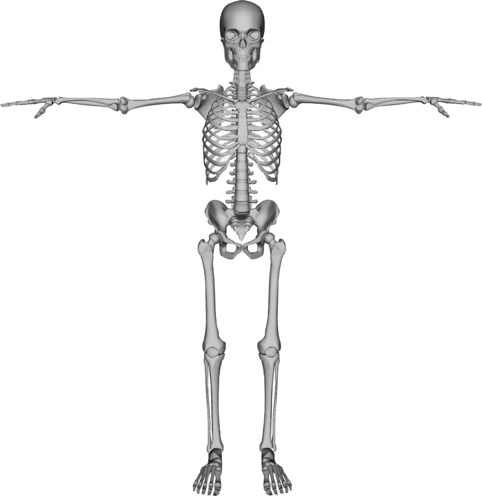 Skeleton-3