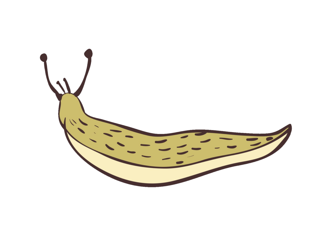 Slug vector PNG