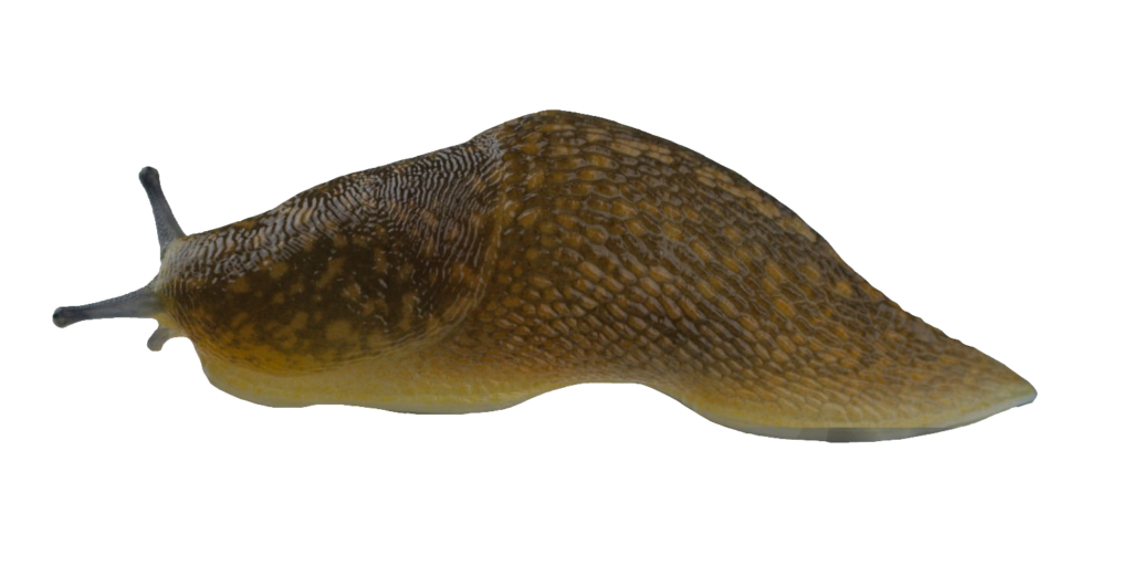 Slug PNG image