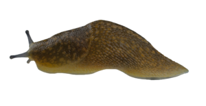 Slug-16
