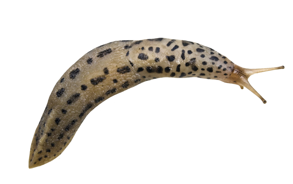 Leopard Slug PNG