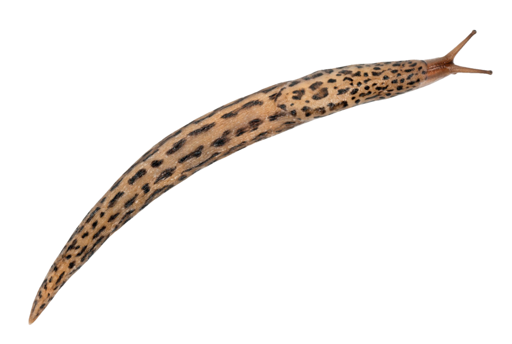 Slug PNG image