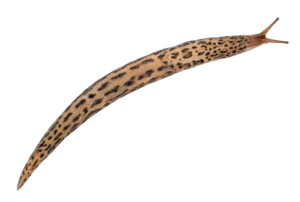 Slug-18