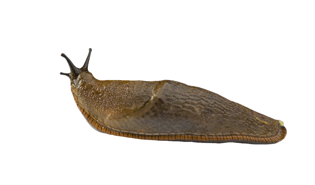 Transparent Slug PNG