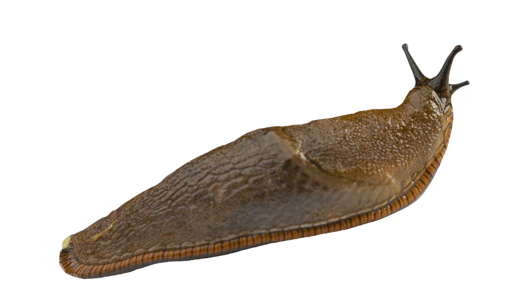 Transparent Slug PNG image