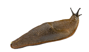 Slug-20