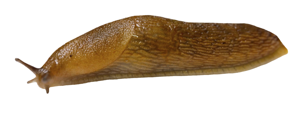 transparent Slug PNG