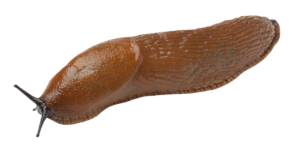 HD Slug PNG