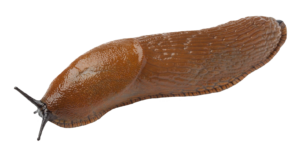 Slug-22