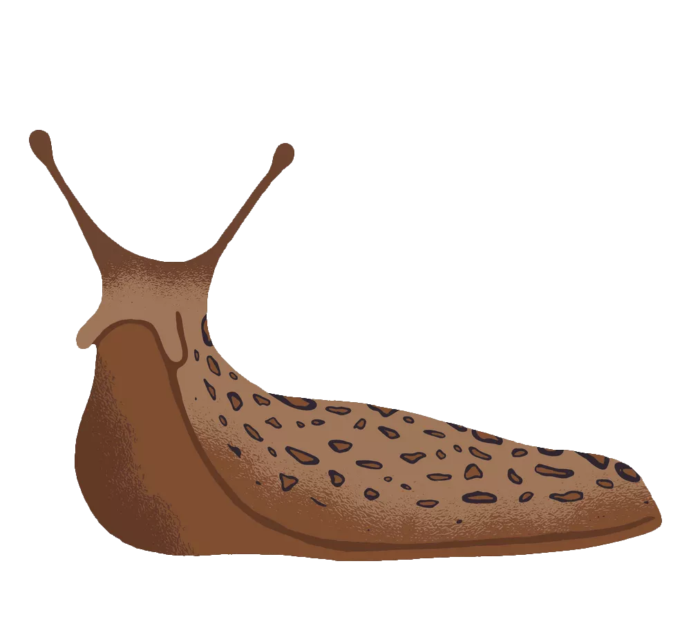 Animated Slug PNG