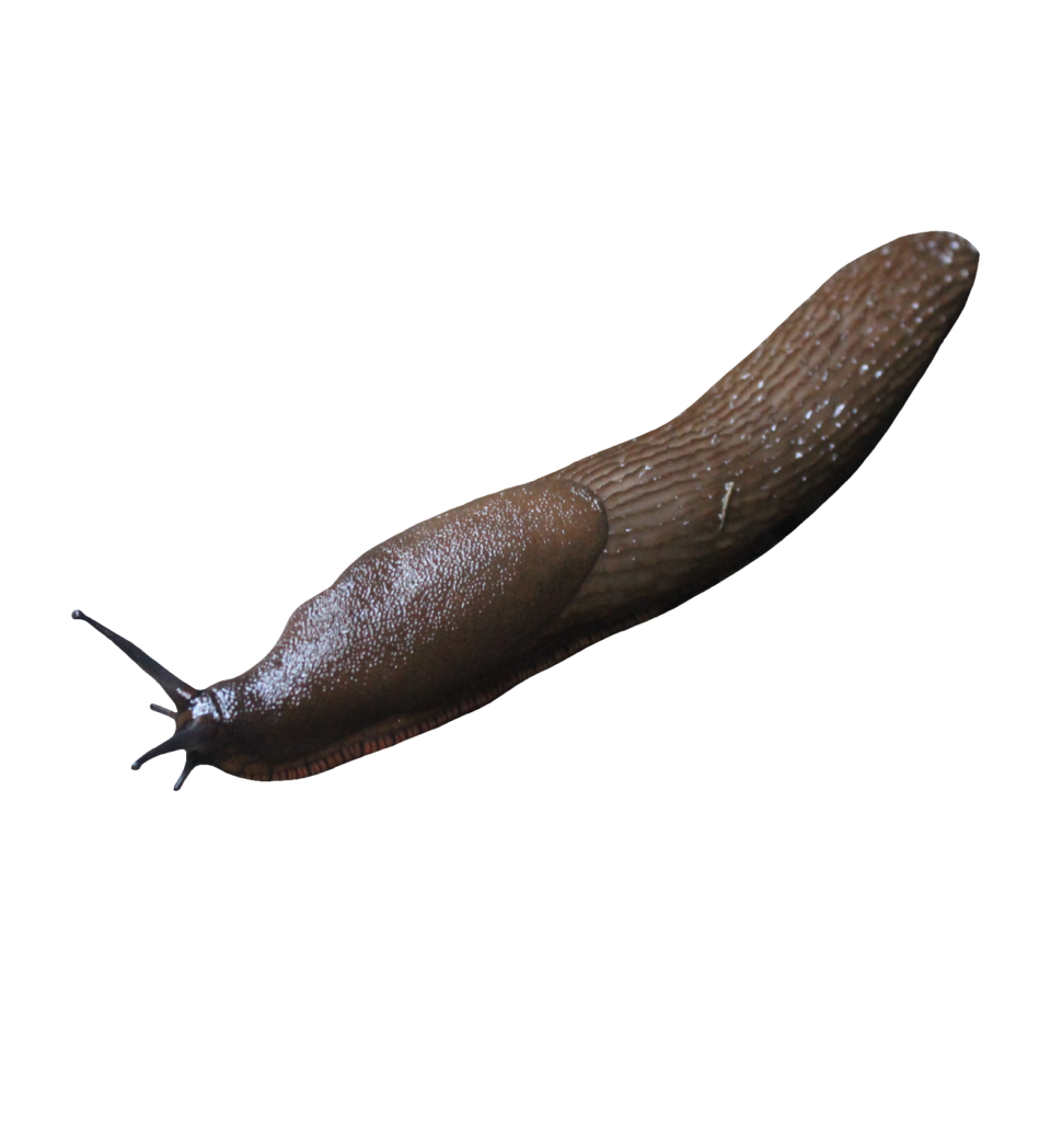 Black Slug PNG