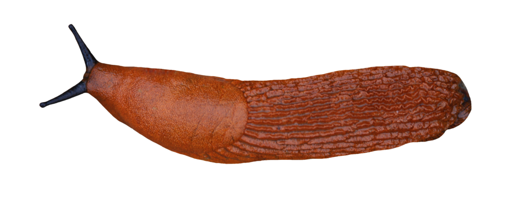 Red Slug PNG