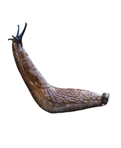 Slug-29