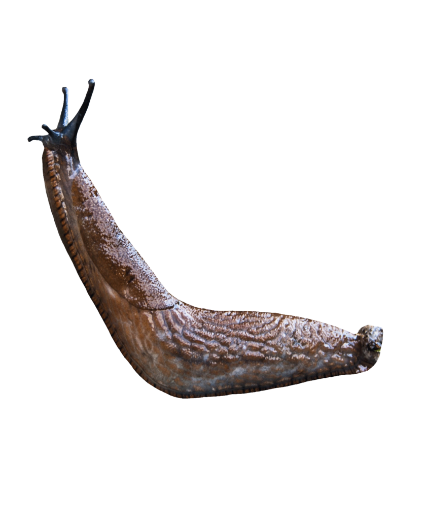 Transparent Slug PNG