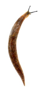 Slug-3