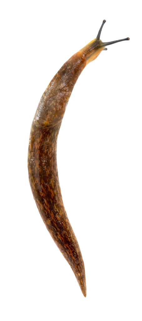 Slug PNG Image