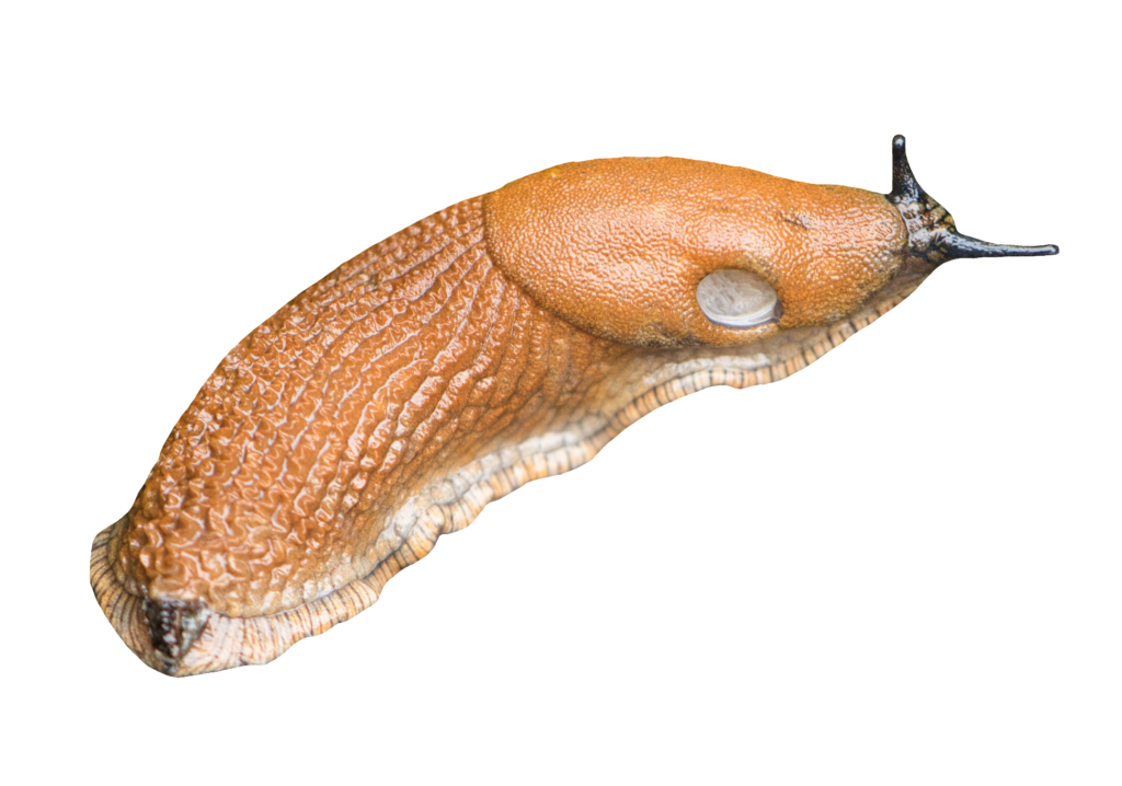 Full HD Slug PNG