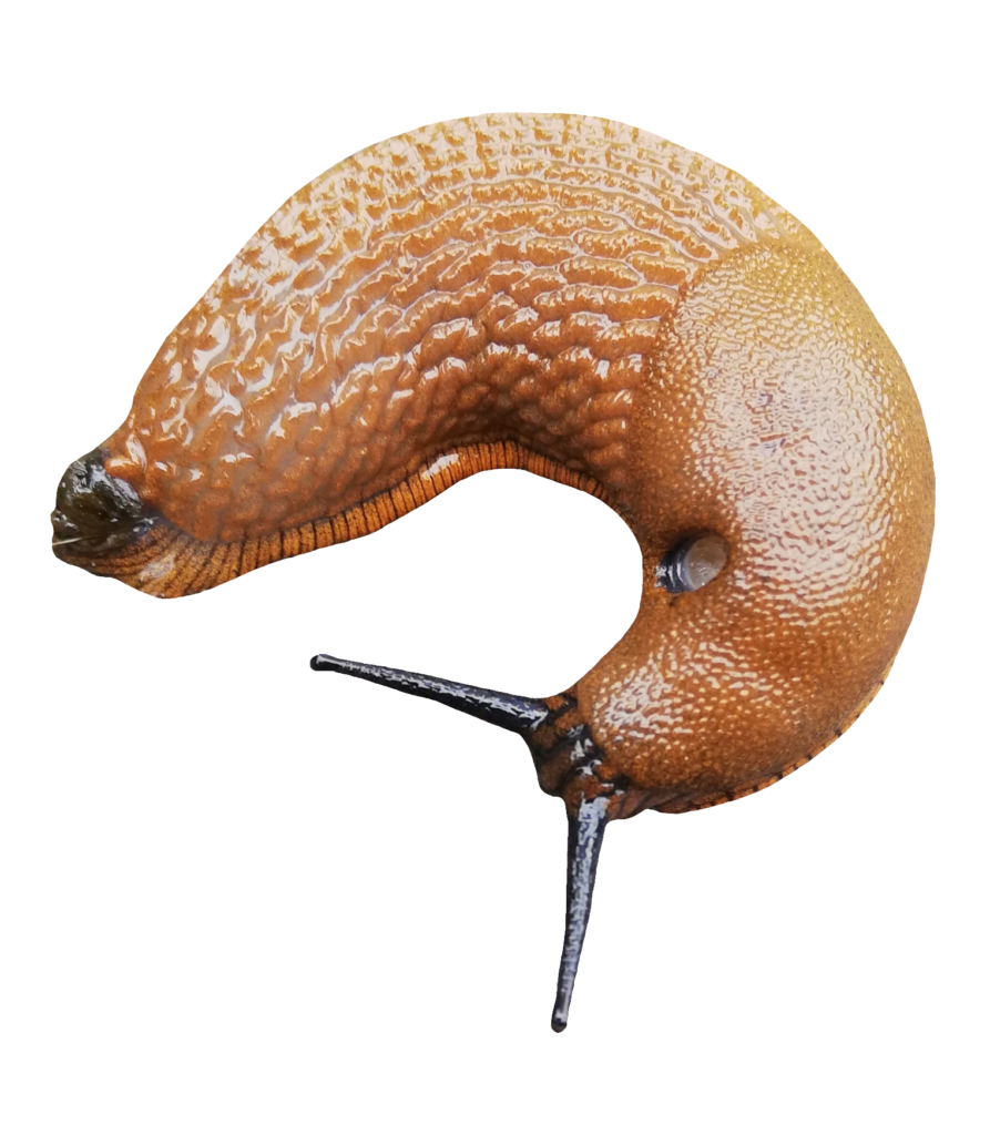 Transparent Slug PNG