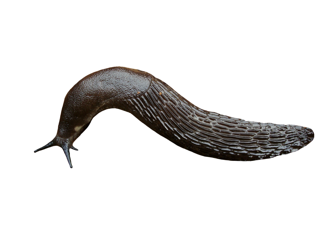 Black Slug PNG