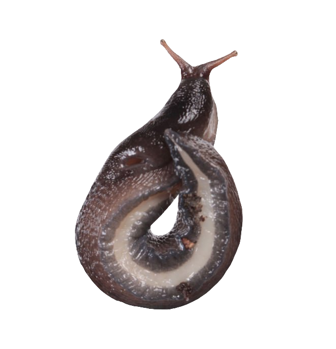 Black Slug PNG