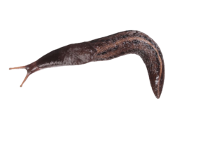 Slug-5