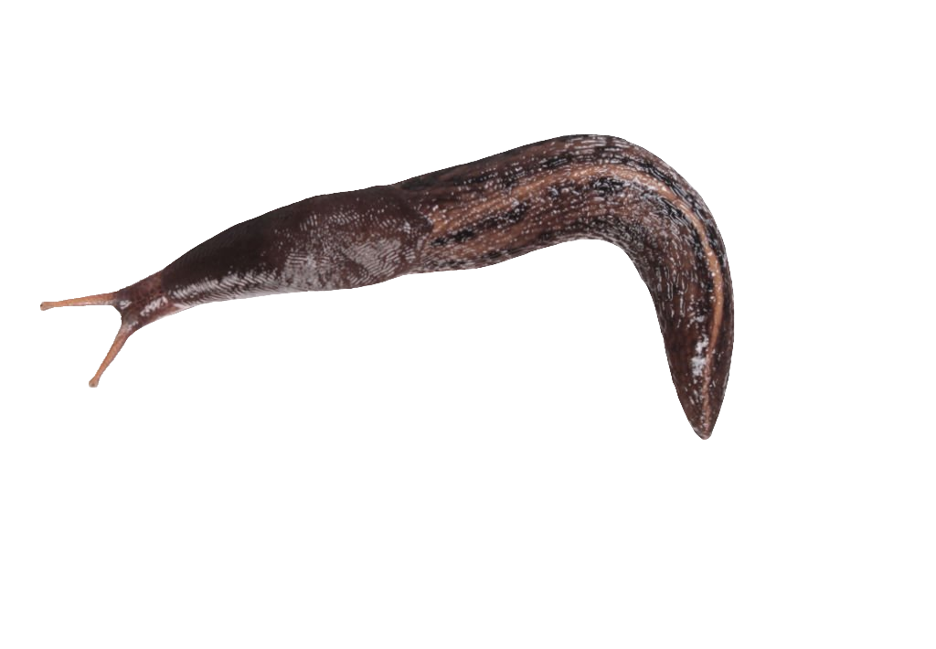 Transparent Slug PNG