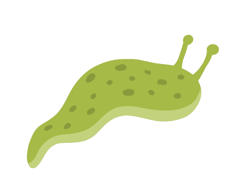 Green Slug vector PNG