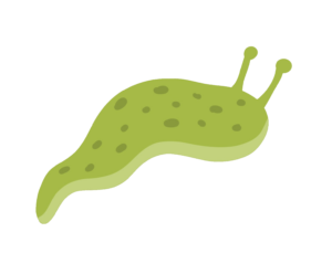 Slug-7