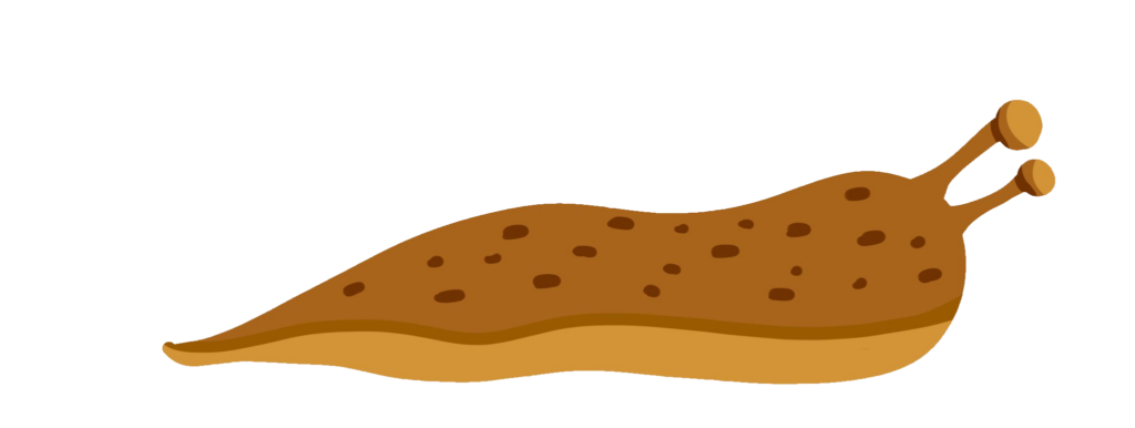 Slug clipart PNG