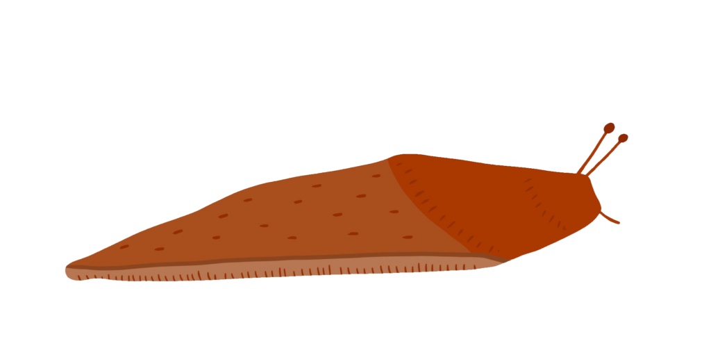 Slug vector PNG