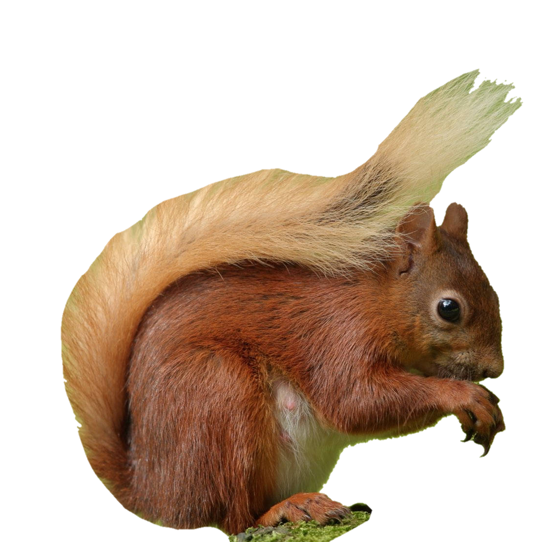 Squirrel-12