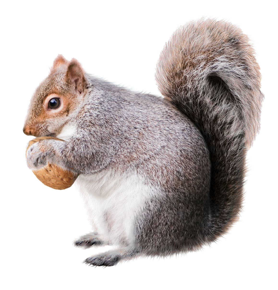 Squirrel-13