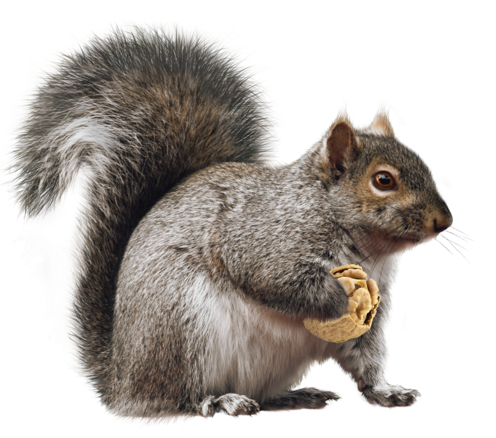 Eastern gray squirrel png