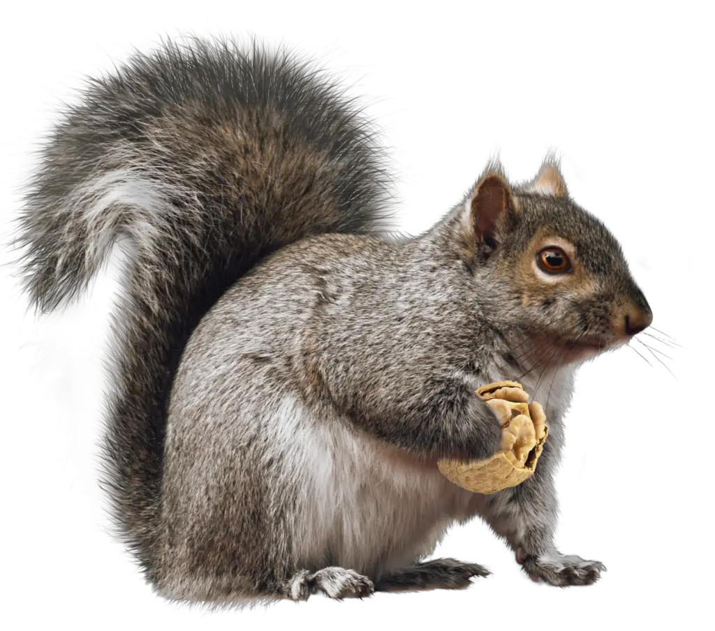 Eastern gray squirrel png