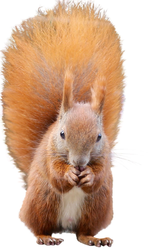 Red Squirrel png