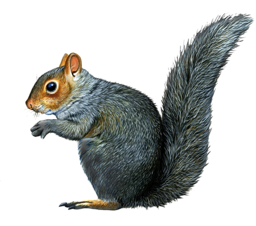 Squirrel-16