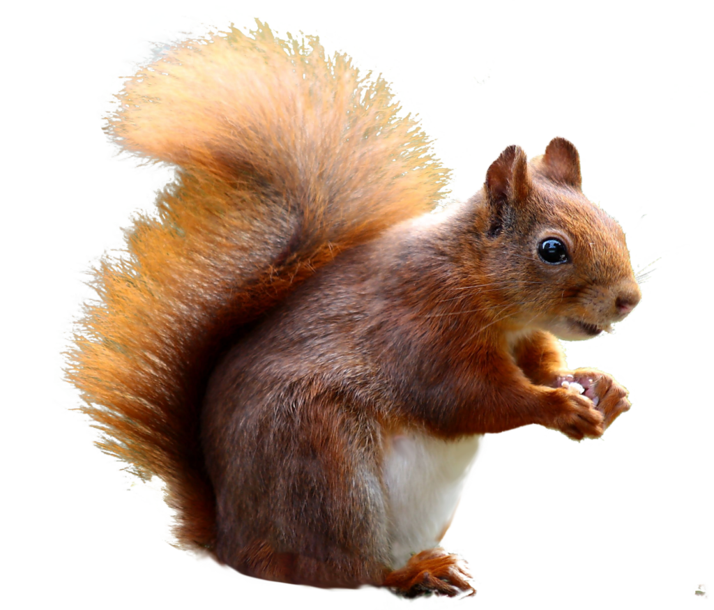 Red Squirrel png
