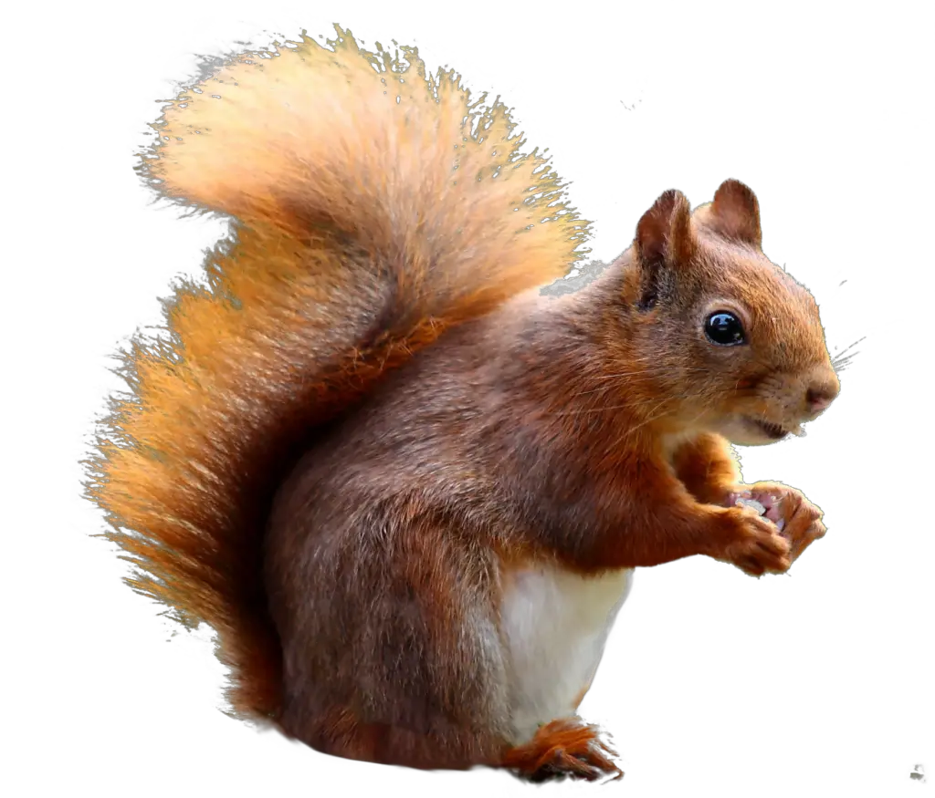 Red Squirrel png