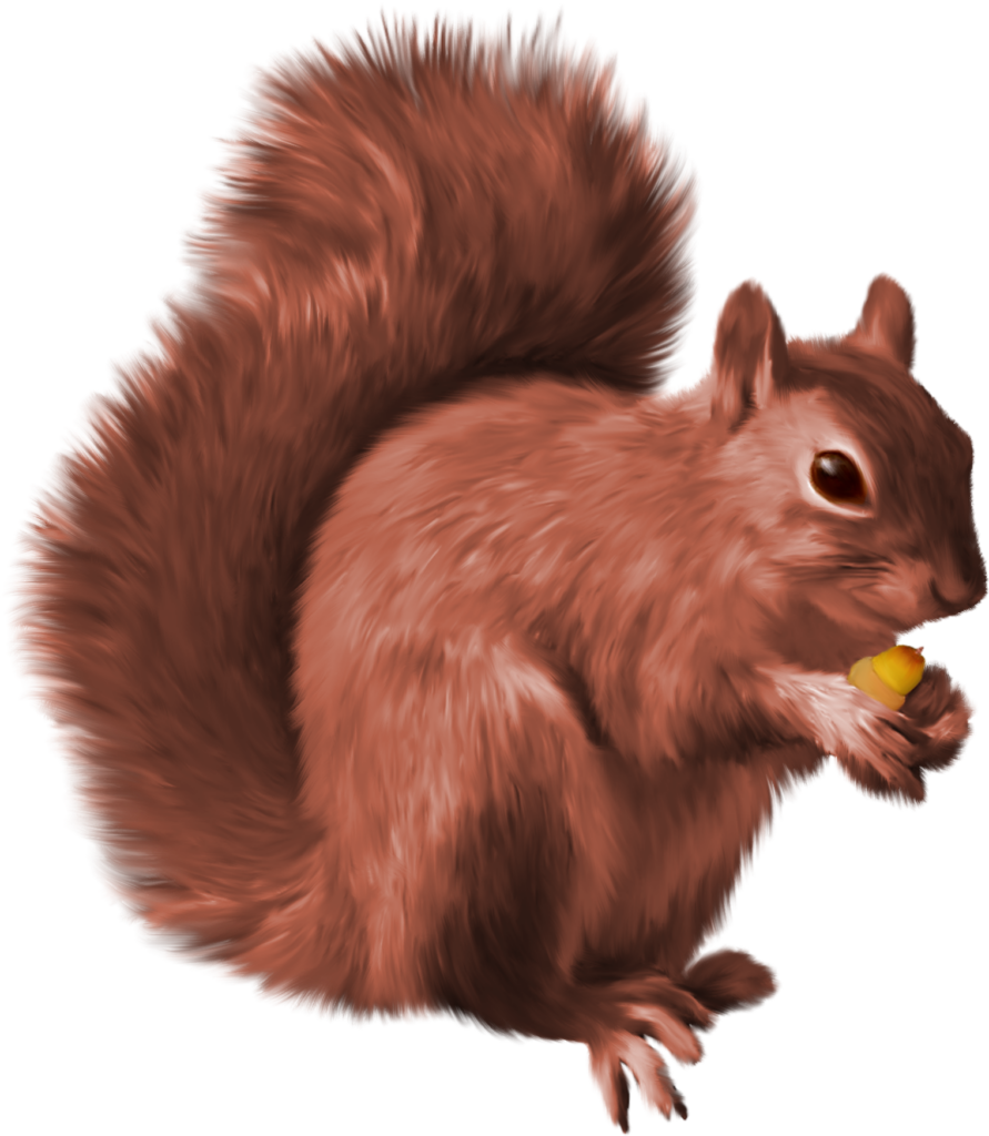 Animated Squirrel png 