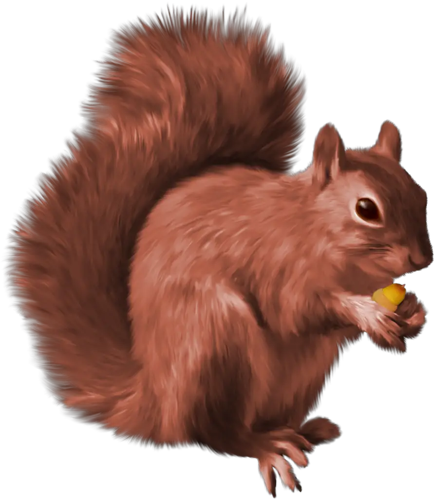 Animated Squirrel png 